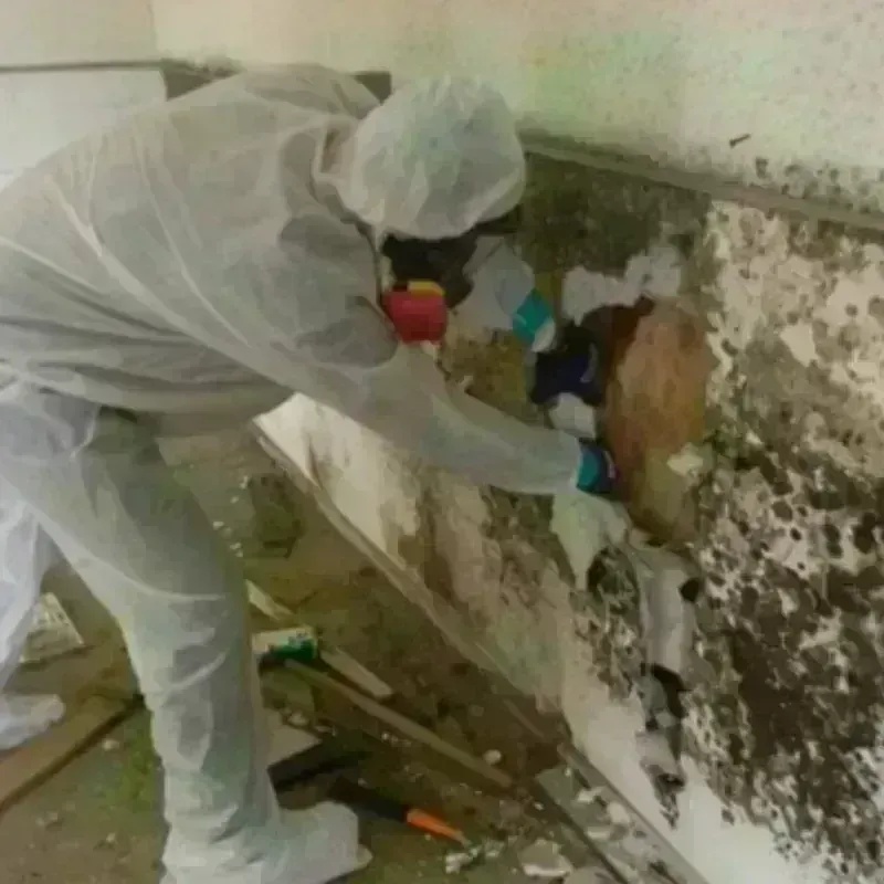 Mold Remediation and Removal in Bellmead, TX